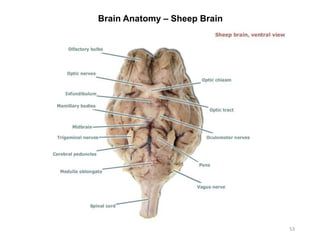 Brain Anatomy – Sheep Brain
53
 