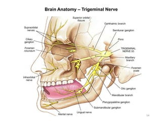 Brain Anatomy – Trigeminal Nerve
54
 