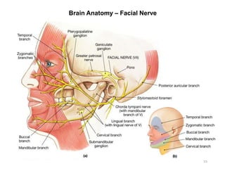Brain Anatomy – Facial Nerve
55
 