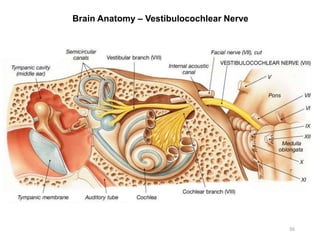 Brain Anatomy – Vestibulocochlear Nerve
56
 