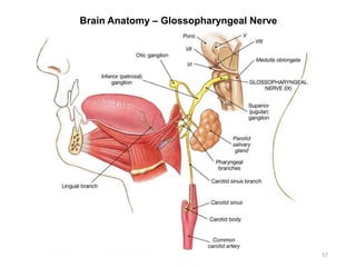 Brain Anatomy – Glossopharyngeal Nerve
57
 
