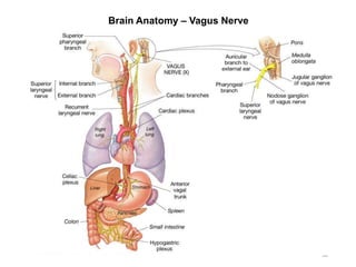 Brain Anatomy – Vagus Nerve
58
 