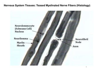 Nervous System Tissues: Teased Myelinated Nerve Fibers (Histology)
6
 
