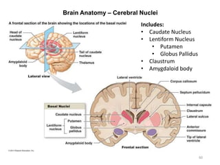 Brain Anatomy – Cerebral Nuclei
60
Includes:
• Caudate Nucleus
• Lentiform Nucleus
• Putamen
• Globus Pallidus
• Claustrum
• Amygdaloid body
 