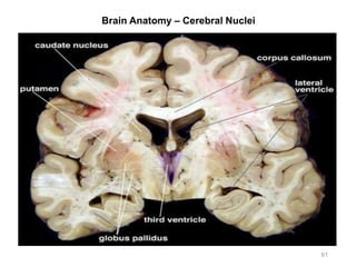 Brain Anatomy – Cerebral Nuclei
61
 