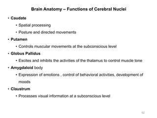 Brain Anatomy – Functions of Cerebral Nuclei
62
• Caudate
• Spatial processing
• Posture and directed movements
• Putamen
• Controls muscular movements at the subconscious level
• Globus Pallidus
• Excites and inhibits the activities of the thalamus to control muscle tone
• Amygdaloid body
• Expression of emotions , control of behavioral activities, development of
moods
• Claustrum
• Processes visual information at a subconscious level
 