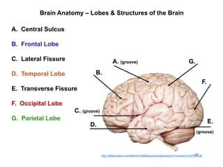 Brain Anatomy – Lobes & Structures of the Brain
64
B.
A. (groove)
C. (groove)
D.
E.
F.
G.
B. Frontal Lobe
G. Parietal Lobe
F. Occipital Lobe
D. Temporal Lobe
A. Central Sulcus
(groove)
E. Transverse Fissure
C. Lateral Fissure
http://williamcalvin.com/BrainForAllSeasons/img/bonoboLH-humanLH-viaTWD.gif
 