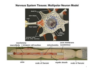 Nervous System Tissues: Multipolar Neuron Model
7
 