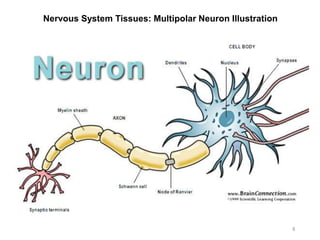 Nervous System Tissues: Multipolar Neuron Illustration
8
 