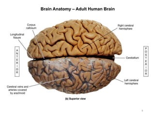 Brain Anatomy – Adult Human Brain
9
 