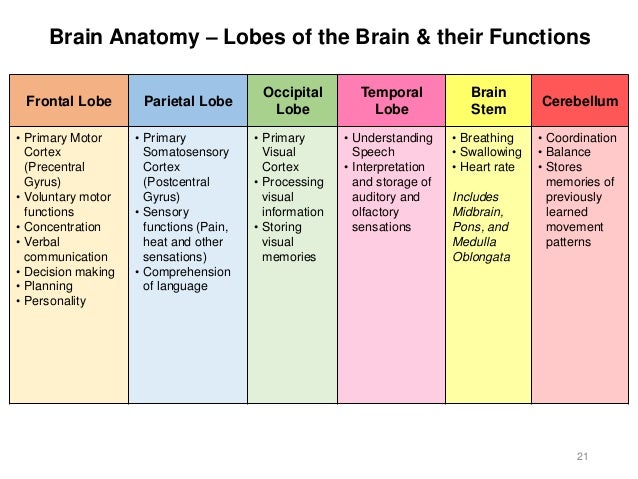 Activity 7 - Brain & Cranial Nerves