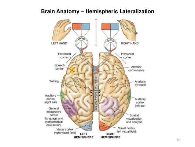 a study of the hemispheres of the brain and their distinct functions a study of the hemispheres of the brain and their distinct functions