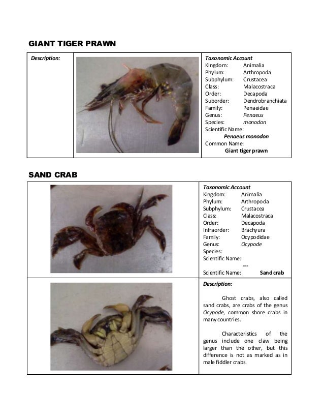 General Zoology Lab Activity 8 Arthropoda