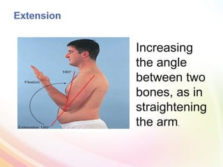 Increasing
the angle
between two
bones, as in
straightening
the arm.
 