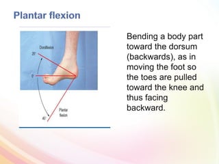 Bending a body part
toward the dorsum
(backwards), as in
moving the foot so
the toes are pulled
toward the knee and
thus facing
backward.
 