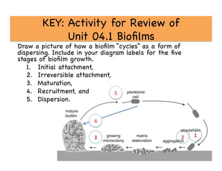 KEY: Activity for Review of 
Unit 04.1 Bioﬁlms

Draw a picture of how a bioﬁlm “cycles” as a form of
dispersing. Include in your diagram labels for the ﬁve
stages of bioﬁlm growth. 

1.  Initial attachment, 

2.  Irreversible attachment, 

3.  Maturation, 

4.  Recruitment, and 

5.  Dispersion. 

1	
  2	
  3	
  
4	
  
5	
  
 