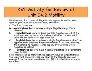 KEY: Activity for Review of 
Unit 04.2 Motility

We discussed four types of ﬂagellar arrangements earlier. What
type do you think spirochaetes have, and why?

•  The four types are

A.  Monotrichous bacteria have a single ﬂagellum (e.g., Vibrio
cholerae).

B.  Lophotrichous bacteria have multiple ﬂagella located at the
same spot on the bacteria's surfaces which act in concert to
drive the bacteria in a single direction. 

C.  Amphitrichous bacteria have a single ﬂagellum on each of two
opposite ends (only one ﬂagellum operates at a time, allowing
the bacteria to reverse course rapidly by switching which
ﬂagellum is active).

D.  Peritrichous bacteria have ﬂagella projecting in all directions
(e.g., E. coli).

Spirochaetes can be monotrichous, lophotrichous or amphitrichous.
The important characteristics are that (1) the ﬂagella does not
emerge from the outer membrane, and (2) is located only at one or
both ends

 