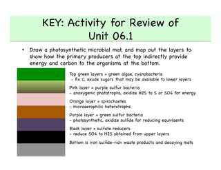 KEY: Activity for Review of 
Unit 06.1 

•  Draw a photosynthetic microbial mat, and map out the layers to
show how the primary producers at the top indirectly provide
energy and carbon to the organisms at the bottom. 

Top green layers = green algae, cyanobacteria

- ﬁx C, exude sugars that may be available to lower layers



Pink layer = purple sulfur bacteria

- anoxygenic phototrophs, oxidize H2S to S or SO4 for energy



Orange layer = spirochaetes

- microaerophilic heterotrophs



Purple layer = green sulfur bacteria

- photosynthetic, oxidize sulﬁde for reducing equivlaents



Black layer = sulfate reducers

- reduce SO4 to H2S obtained from upper layers



Bottom is iron sulﬁde-rich waste products and decaying mats

 