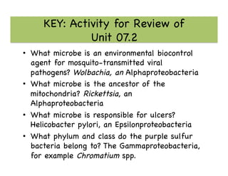 KEY: Activity for Review of 
Unit 07.2 

•  What microbe is an environmental biocontrol
agent for mosquito-transmitted viral
pathogens? Wolbachia, an Alphaproteobacteria

•  What microbe is the ancestor of the
mitochondria? Rickettsia, an
Alphaproteobacteria

•  What microbe is responsible for ulcers?
Helicobacter pylori, an Epsilonproteobacteria

•  What phylum and class do the purple sulfur
bacteria belong to? The Gammaproteobacteria,
for example Chromatium spp. 

 