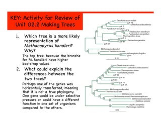 KEY: Activity for Review of 
Unit 02.2 Making Trees

1.  Which tree is a more likely
representation of
Methanopyrus kandleri?
Why?

The top tree, because the branche
for M. kandleri have higher
bootstrap values

2.  What could explain the
differences between the
two trees?

Perhaps one of the genes was
horizontally transferred, meaning
that it is not a true phylogeny.
One gene could be under selective
pressure or could have a different
function in one set of organisms
compared to the others. 

 