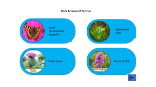 Small
Tortoiseshell
Butterfly
Flora & Fauna of Portrun
Spleenwort
Fern
Thistle Spear Marsh Orchid
 