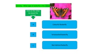 Activity - What type of butterfly is this
Colourful Butterfly
Red Admiral Butterfly
Tortoiseshell Butterfly
Click on the letter
to reveal the
answer
A
C
B
 