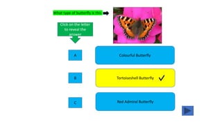 What type of butterfly is this
Colourful Butterfly
Red Admiral Butterfly
Tortoiseshell Butterfly
Click on the letter
to reveal the
answer
A
C
B
 