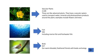 Vascular Plants
2,328
​These are like advanced plants. They have a vascular system
used to transport water, minerals and photosynthesis products
around the plant; examples include flowers and trees
Fish
592
​Including marine fish and freshwater fish.
Birds
457
Our warm-blooded, feathered friends with beaks and wings.
 