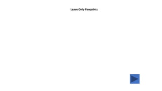 Leave Only Pawprints
 