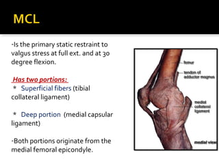 -Is the primary static restraint to
valgus stress at full ext. and at 30
degree flexion.
Has two portions:
* Superficial fibers (tibial
collateral ligament)
* Deep portion (medial capsular
ligament)
-Both portions originate from the
medial femoral epicondyle.
 