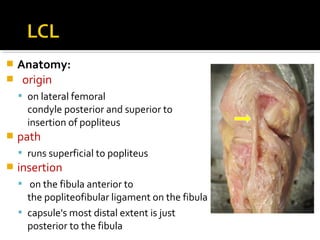  Anatomy:
 origin
 on lateral femoral
condyle posterior and superior to
insertion of popliteus
 path
 runs superficial to popliteus
 insertion
 on the fibula anterior to
the popliteofibular ligament on the fibula
 capsule's most distal extent is just
posterior to the fibula
 