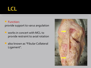  Function:
provide support to varus angulation
 works in concert with MCL to
provide restraint to axial rotation
 also known as "Fibular Collateral
Ligament".
 