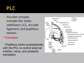  Arcuate complex
includes the static
stabilizers: LCL, arcuate
ligament, and popliteus
tendon.
* Function:
- Popliteus works synergistically
with the PCL to control external
rotation, varus, and posterior
translation
 
