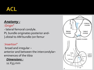 Anatomy :Anatomy :
*Origin:
- lateral femoral condyle.
-PL bundle originates posterior and
distal to AM bundle (on femur(.
*Insertion:
-broad and irregular
-anterior and between the intercondylar
eminences of the tibia
Dimensions :Dimensions :
11 X33 mm
 
