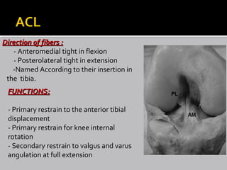 FUNCTIONS:FUNCTIONS:
- Primary restrain to the anterior tibial
displacement
- Primary restrain for knee internal
rotation
- Secondary restrain to valgus and varus
angulation at full extension
Direction of fibers :Direction of fibers :
- Anteromedial tight in flexion
- Posterolateral tight in extension
-Named According to their insertion in
the tibia.
 