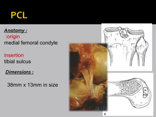 Anatomy :Anatomy :
origin:
medial femoral condyle
insertion
tibial sulcus
Dimensions :Dimensions :
38mm x 13mm in size
 
