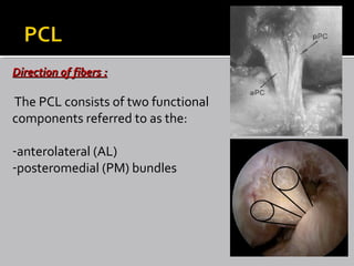Direction of fibers :Direction of fibers :
The PCL consists of two functional
components referred to as the:
-anterolateral (AL)
-posteromedial (PM) bundles
 