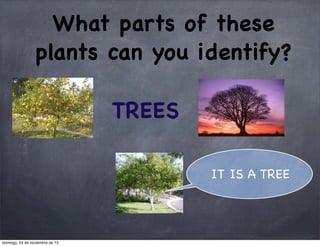 What parts of these
plants can you identify?
TREES
IT IS A TREE

domingo, 24 de noviembre de 13

 