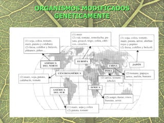 ORGANISMOS MODIFICADOS
    GENETICAMENTE
 