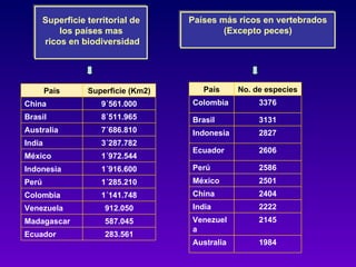 Superficie territorial de     Países más ricos en vertebrados
           los países mas                    (Excepto peces)
       ricos en biodiversidad




        País      Superficie (Km2)      País     No. de especies
China                 9´561.000      Colombia         3376
Brasil                8´511.965      Brasil           3131
Australia             7´686.810      Indonesia        2827
India                 3´287.782
                                     Ecuador          2606
México                1´972.544
Indonesia             1´916.600      Perú             2586
Perú                  1´285.210      México           2501
Colombia              1´141.748      China            2404
Venezuela              912.050       India            2222
Madagascar             587.045       Venezuel         2145
                                     a
Ecuador                283.561
                                     Australia        1984
 