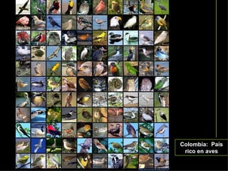 Colombia: País
 rico en aves
 