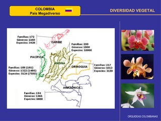 COLOMBIA        DIVERSIDAD VEGETAL
País Megadiverso




                          ORQUIDEAS COLOMBIANAS
 