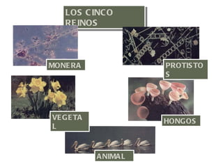 LOS C INC O
   RE INOS



MONE RA                PROTIS TO
                       S




VE G E TA              HONGOS
L



            A NIMA L
 