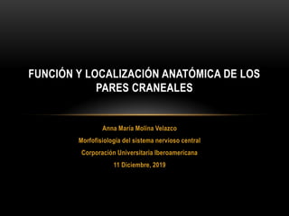 Anna María Molina Velazco
Morfofisiología del sistema nervioso central
Corporación Universitaria Iberoamericana
11 Diciembre, 2019
FUNCIÓN Y LOCALIZACIÓN ANATÓMICA DE LOS
PARES CRANEALES
 