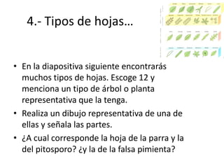 4.- Tipos de hojas…


• En la diapositiva siguiente encontrarás
  muchos tipos de hojas. Escoge 12 y
  menciona un tipo de árbol o planta
  representativa que la tenga.
• Realiza un dibujo representativa de una de
  ellas y señala las partes.
• ¿A cual corresponde la hoja de la parra y la
  del pitosporo? ¿y la de la falsa pimienta?
 