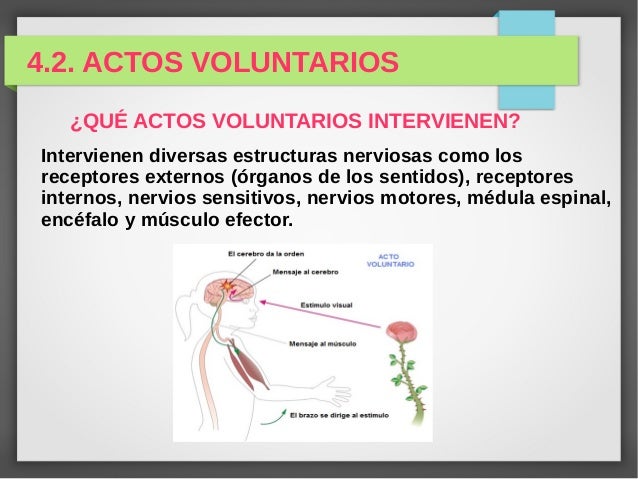 Actos reflejos y voluntarios