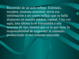 Recorrido de un acto reflejo. Estimulo,
receptor, neurona sensorial, envía esa
información a un centro reflejo que se halla
dispuesto en nuestra médula espinal. Una vez
aquí, ésta última lo re transmitirá a una
neurona de tipo motora que es la que tiene la
responsabilidad de responder al estímulo,
produciendo el movimiento muscular