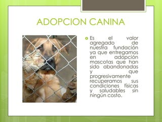 ADOPCION CANINA
           Es     el     valor
            agregado         de
            nuestra fundación
            ya que entregamos
            en        adopción
            mascotas que han
            sido abandonadas
            y              que
            progresivamente
            recuperamos      sus
            condiciones físicas
            y saludables sin
            ningún costo.
 
