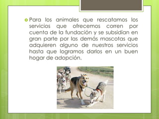  Para  los animales que rescatamos los
 servicios que ofrecemos corren por
 cuenta de la fundación y se subsidian en
 gran parte por las demás mascotas que
 adquieren alguno de nuestros servicios
 hasta que logramos darlos en un buen
 hogar de adopción.
 