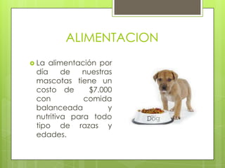 ALIMENTACION
 La alimentación por
 día     de  nuestras
 mascotas tiene un
 costo de      $7.000
 con          comida
 balanceada         y
 nutritiva para todo
 tipo de razas y
 edades.
 